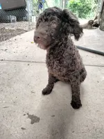 Maple, a female American Bully and Cockapoo for sale in Baltimore, MD – 5 of 10