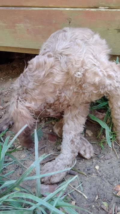 Nutmeg, a female Cockapoo for sale in Baltimore, MD – 9 of 10