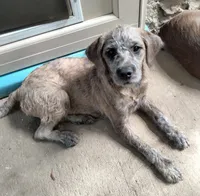 Tori, a female American Pit Bull Terrier and Cockapoo for sale in Baltimore, MD – 2 of 10
