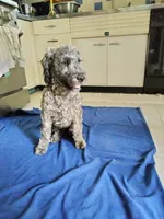 Victor, a male Cockapoo and Double Doodle for sale in Baltimore, MD – 7 of 10