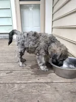 Victor, a male Cockapoo for sale in Baltimore, MD – 3 of 7