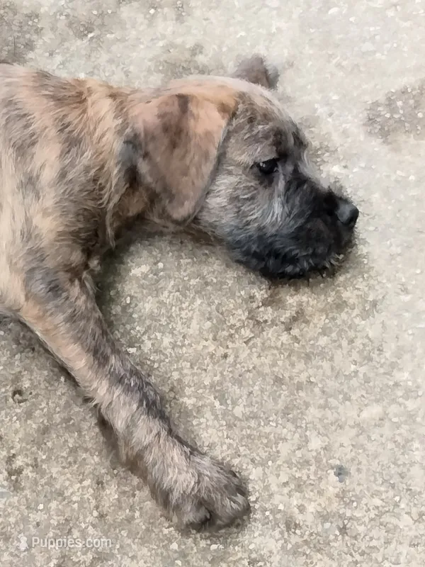 Tori – American Pit Bull Terrier, Cockapoo puppy for sale in Baltimore, MD
