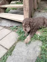 Carmine, a male American Bully and Cockapoo for sale in Baltimore, MD – 5 of 9