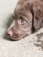Rita, a female American Bully and Cockapoo for sale in Baltimore, MD – 6 of 10