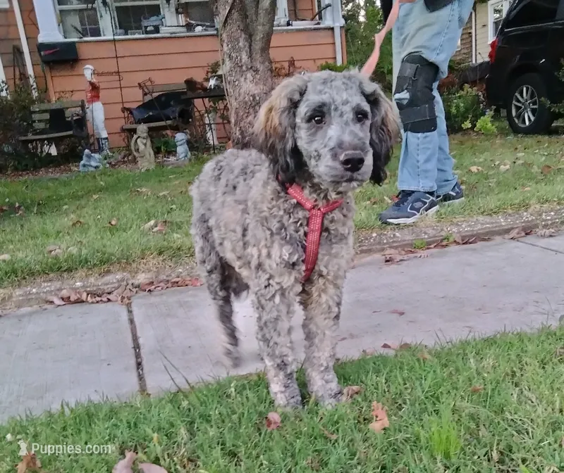 Oscar/Victor – American Pit Bull Terrier, Cockapoo puppy for sale in Baltimore, MD
