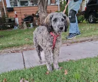 Oscar/Victor, a male American Pit Bull Terrier and Cockapoo for sale in Baltimore, MD – 2 of 9