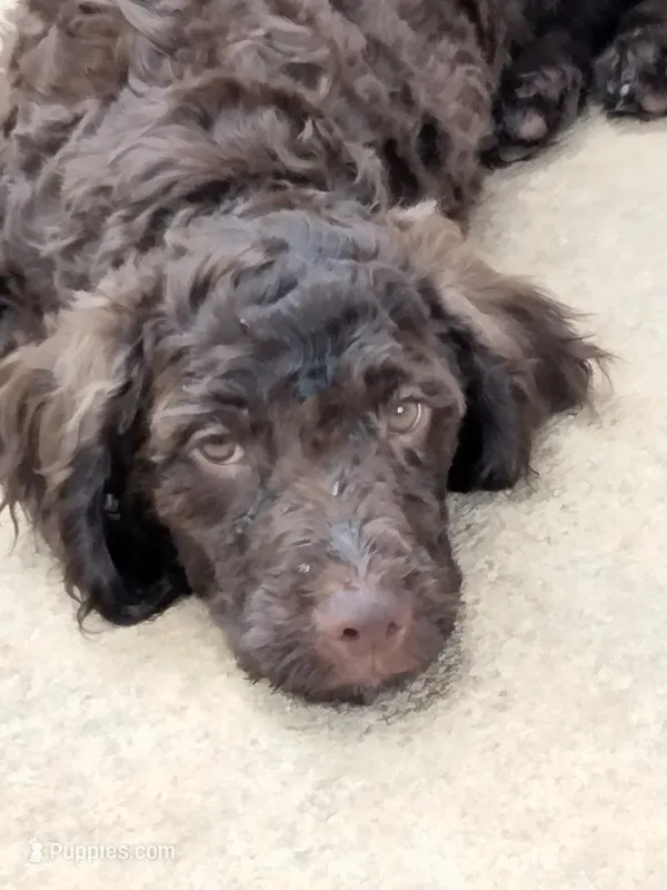 Maple – American Bully, Cockapoo puppy for sale in Baltimore, MD