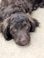 Maple, a female American Bully and Cockapoo for sale in Baltimore, MD – 1 of 10