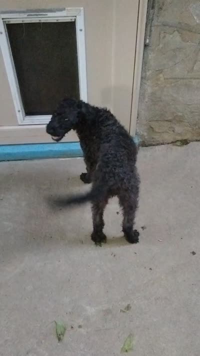 Willow, a female American Pit Bull Terrier and Cockapoo for sale in Baltimore, MD – 10 of 10
