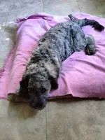Victor, a male Cockapoo for sale in Baltimore, MD – 2 of 10