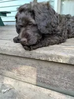 Maple, a female Cockapoo for sale in Baltimore, MD – 9 of 9