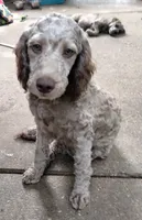 Nutmeg, a female Cockapoo for sale in Baltimore, MD – 5 of 10