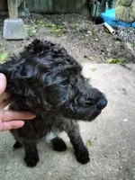 Willow, a female American Pit Bull Terrier and Cockapoo for sale in Baltimore, MD – 2 of 10