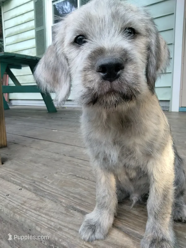 Alex – American Bully, Cockapoo puppy for sale in Baltimore, MD