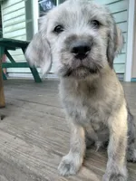 Alex, a male American Bully and Cockapoo for sale in Baltimore, MD – 1 of 9