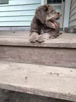Carmine, a male American Bully and Cockapoo for sale in Baltimore, MD – 3 of 9