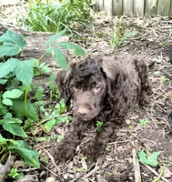 Maple, a female American Bully and Cockapoo for sale in Baltimore, MD – 2 of 10