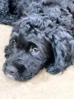Teddy, a male American Bully and Cockapoo for sale in Baltimore, MD – 4 of 9