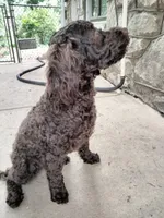 Maple, a female American Bully and Cockapoo for sale in Baltimore, MD – 2 of 10