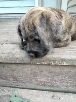 Tori, a female American Pit Bull Terrier and Cockapoo for sale in Baltimore, MD – 3 of 10
