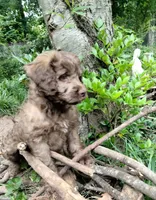 Nutmeg, a female Cockapoo for sale in Baltimore, MD – 3 of 5