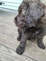 Maple, a female Cockapoo for sale in Baltimore, MD – 4 of 9