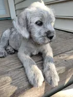 Alex, a male American Bully and Cockapoo for sale in Baltimore, MD – 5 of 9