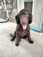 Maple, a female American Bully and Cockapoo for sale in Baltimore, MD – 4 of 10