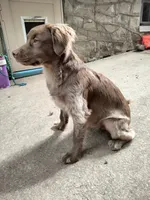 Rita, a female Cockapoo and Goldendoodle for sale in Baltimore, MD – 2 of 10