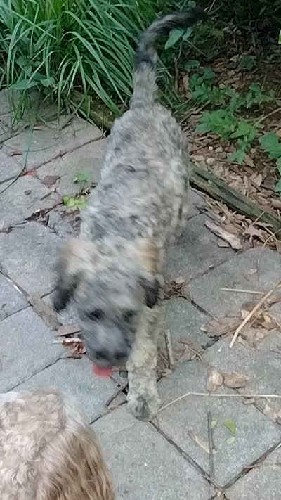 Victor, a male Cockapoo for sale in Baltimore, MD – 10 of 10