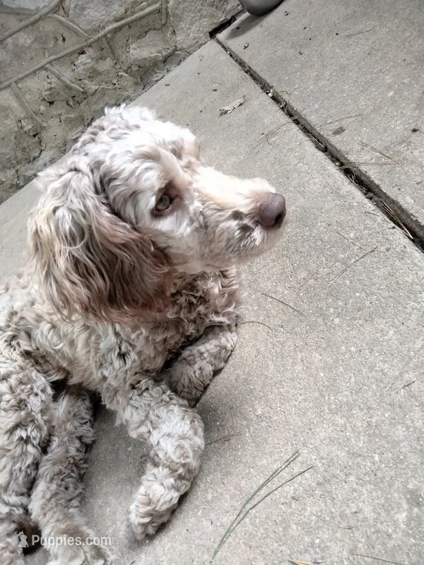 Nutmeg – Cockapoo puppy for sale in Baltimore, MD