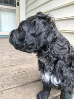 Teddy, a male American Bully and Cockapoo for sale in Baltimore, MD – 6 of 9