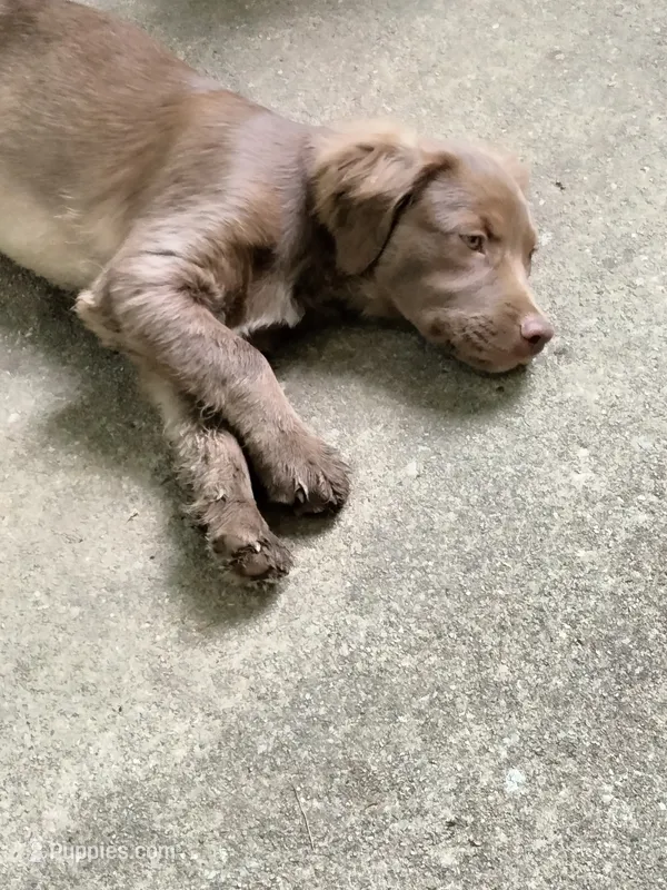 Rita – American Bully, Cockapoo puppy for sale in Baltimore, MD