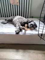 Victor, a male Cockapoo and Double Doodle for sale in Baltimore, MD – 5 of 10