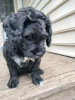 Teddy, a male American Bully and Cockapoo for sale in Baltimore, MD – 7 of 9