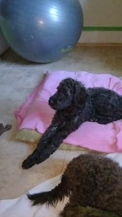 Willow, a female American Pit Bull Terrier and Cockapoo for sale in Baltimore, MD – 9 of 10