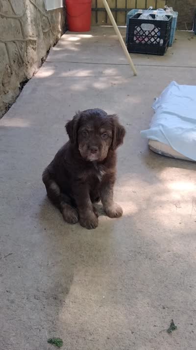 Carmine, a male American Bully and Cockapoo for sale in Baltimore, MD – 9 of 9