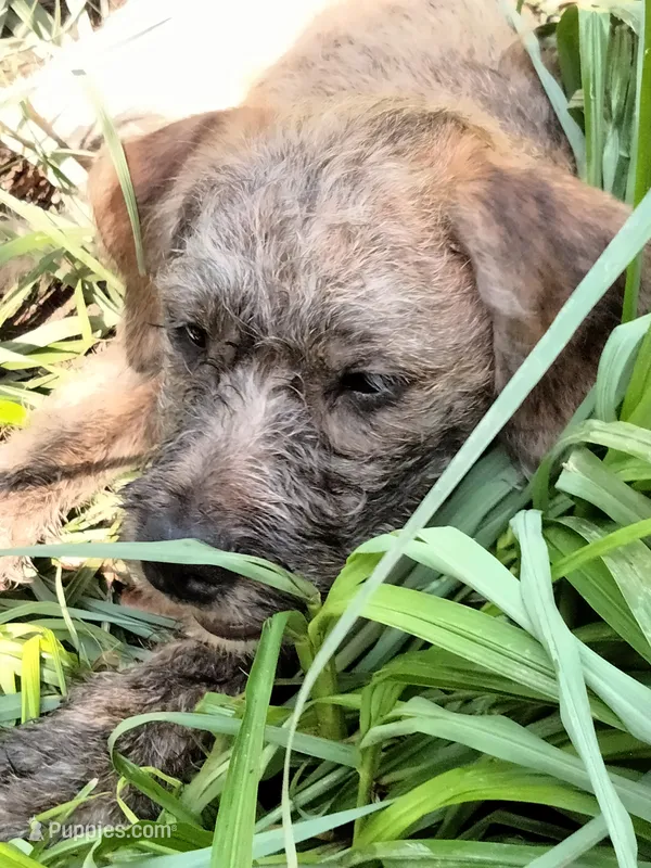 Tori – American Pit Bull Terrier, Cockapoo puppy for sale in Baltimore, MD