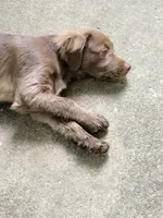 Rita, a female American Bully and Cockapoo for sale in Baltimore, MD – 10 of 10