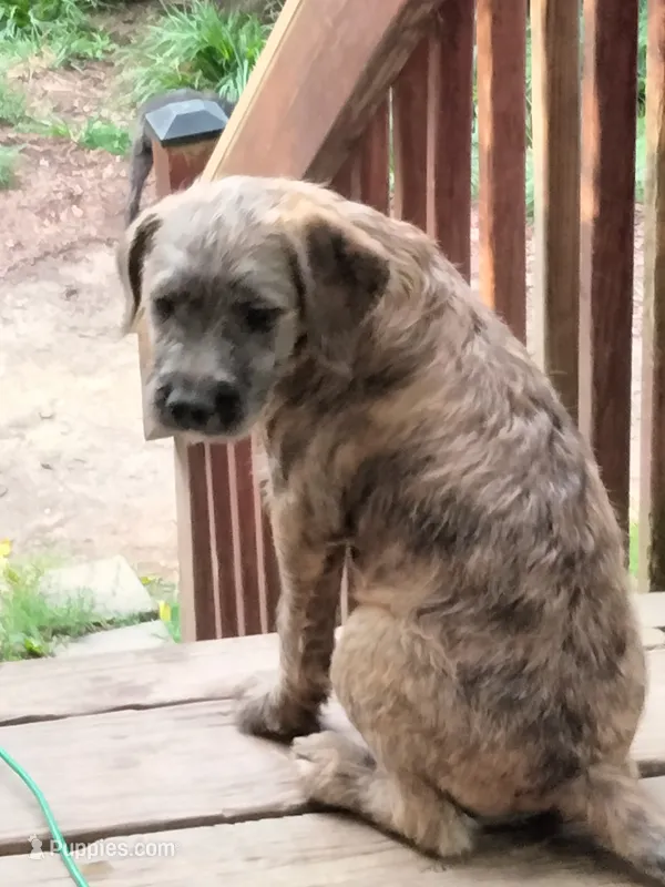 Tori – American Pit Bull Terrier, Cockapoo puppy for sale in Baltimore, MD