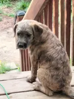 Tori, a female American Pit Bull Terrier and Cockapoo for sale in Baltimore, MD – 1 of 10
