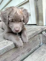 Rita, a female American Bully and Cockapoo for sale in Baltimore, MD – 2 of 9