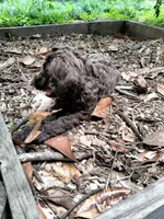 Maple, a female American Bully and Cockapoo for sale in Baltimore, MD – 7 of 10