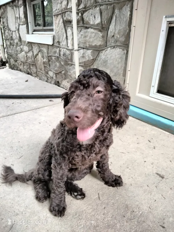 Maple – American Bully, Cockapoo puppy for sale in Baltimore, MD