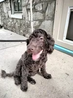 Maple, a female American Bully and Cockapoo for sale in Baltimore, MD – 6 of 10