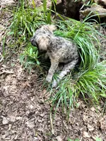 Victor, a male Cockapoo for sale in Baltimore, MD – 5 of 10