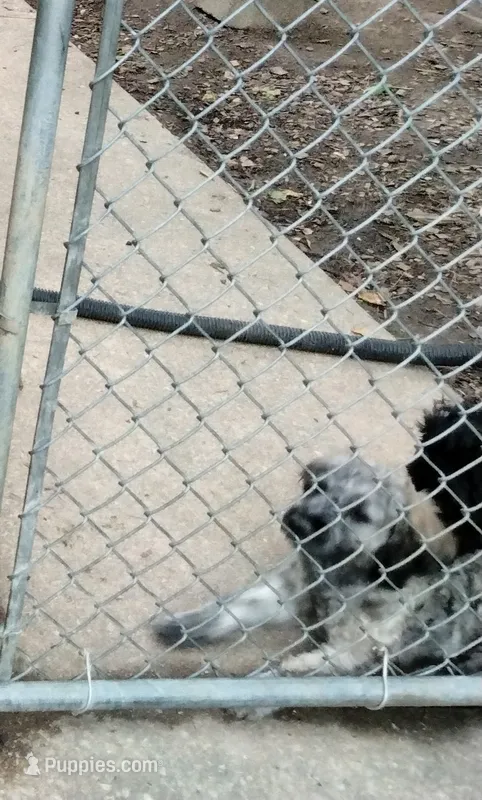 Victor – Cockapoo puppy for sale in Baltimore, MD