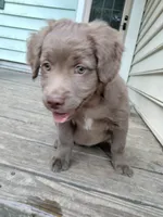 Rita, a female American Bully and Cockapoo for sale in Baltimore, MD – 3 of 9