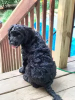 Teddy, a male American Bully and Cockapoo for sale in Baltimore, MD – 3 of 9