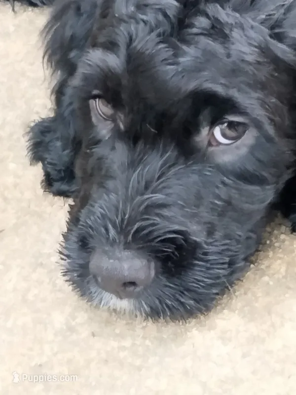 Teddy – American Bully, Cockapoo puppy for sale in Baltimore, MD